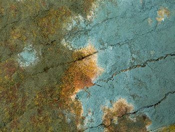 Properties of Household Mold